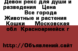 Девон рекс для души и разведения › Цена ­ 20 000 - Все города Животные и растения » Кошки   . Московская обл.,Красноармейск г.